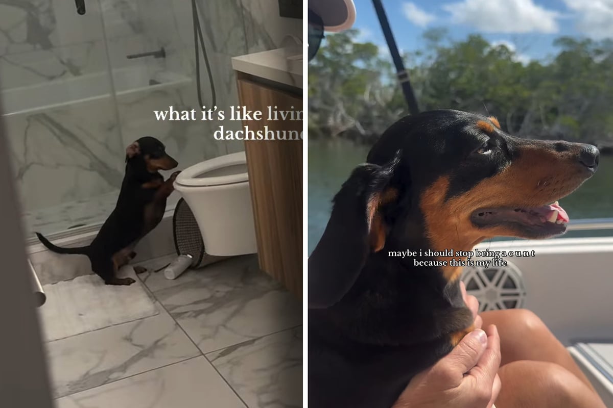 Als eine Frau sieht, was ihr Hund im Badezimmer macht, fängt sie sofort an zu filmen