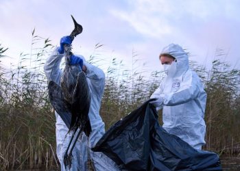 Vogelgrippe: Experten sehen keine Linderung der Vogelgrippe