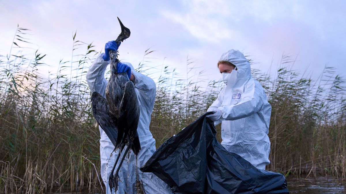 Vogelgrippe: Experten sehen keine Linderung der Vogelgrippe