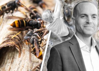 Vater und Sohn von aggressiven Hornissen getötet