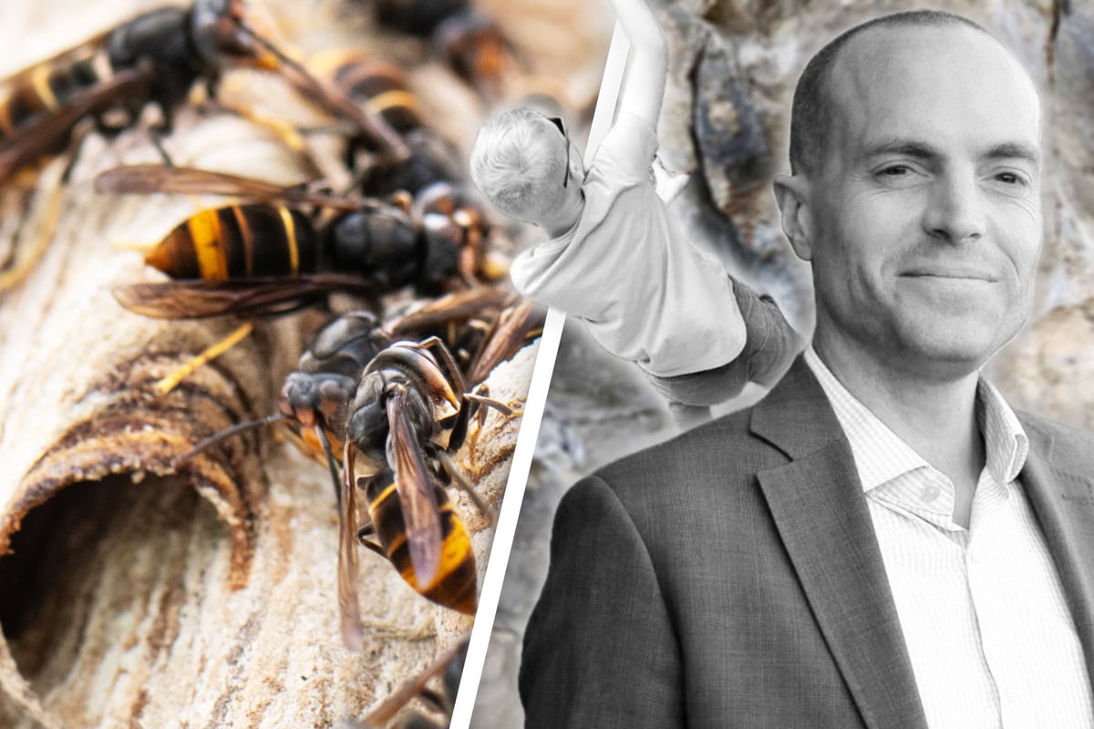 Vater und Sohn von aggressiven Hornissen getötet