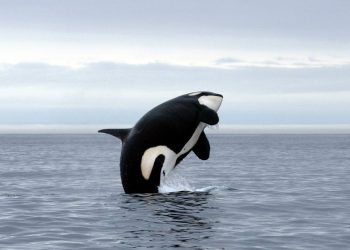 Nahrungskette: Wie Killerwale Weiße Haie lähmen