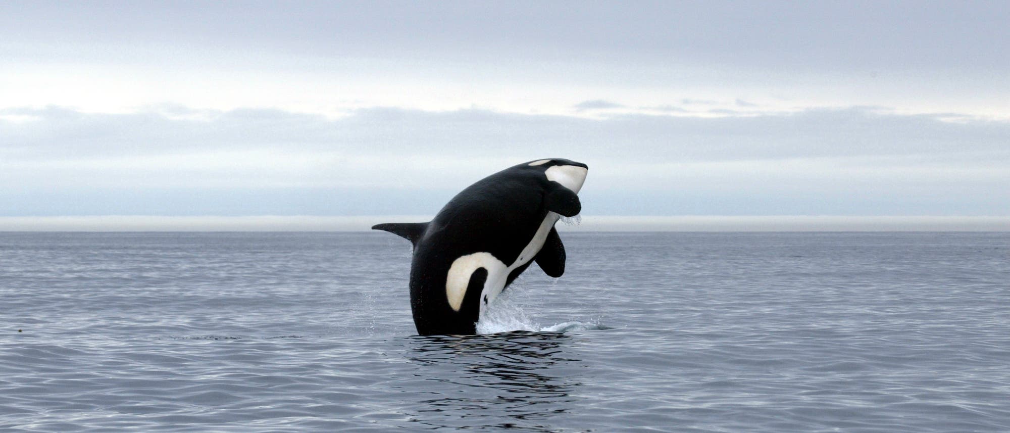 Nahrungskette: Wie Killerwale Weiße Haie lähmen