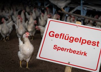 Karte der Vogelgrippe: eine Übersicht aller Stallanforderungen und bestätigten Fälle von Vogelgrippe bei Nutzgeflügel
