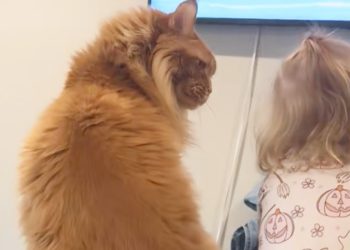 Maine Coon fängt Kind an „seinem“ Platz ein, dann geht alles ganz schnell