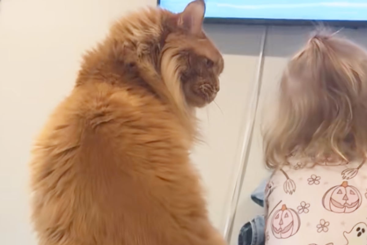 Maine Coon fängt Kind an „seinem“ Platz ein, dann geht alles ganz schnell