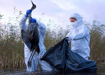Der Ausbruch der Vogelgrippe breitet sich aus – insbesondere bei Kranichen