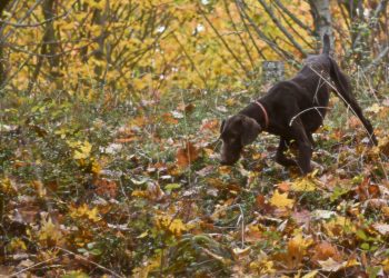 Vierbeiner entkommt und ist kurze Zeit später tot