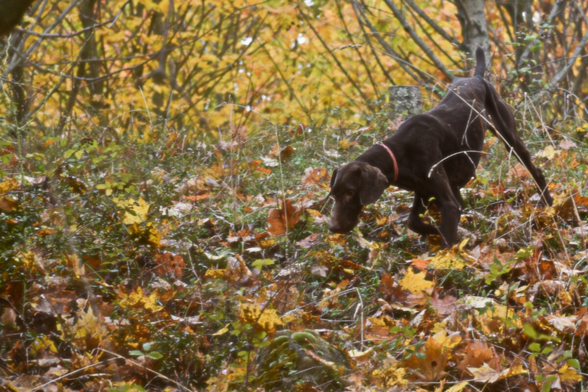 Vierbeiner entkommt und ist kurze Zeit später tot