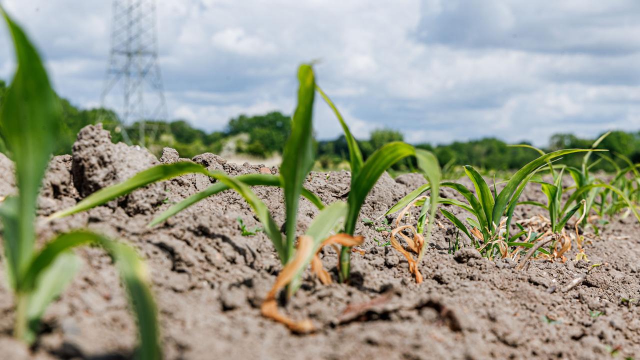 2025 wird eines der heißesten Jahre seit Beginn der Messungen sein
