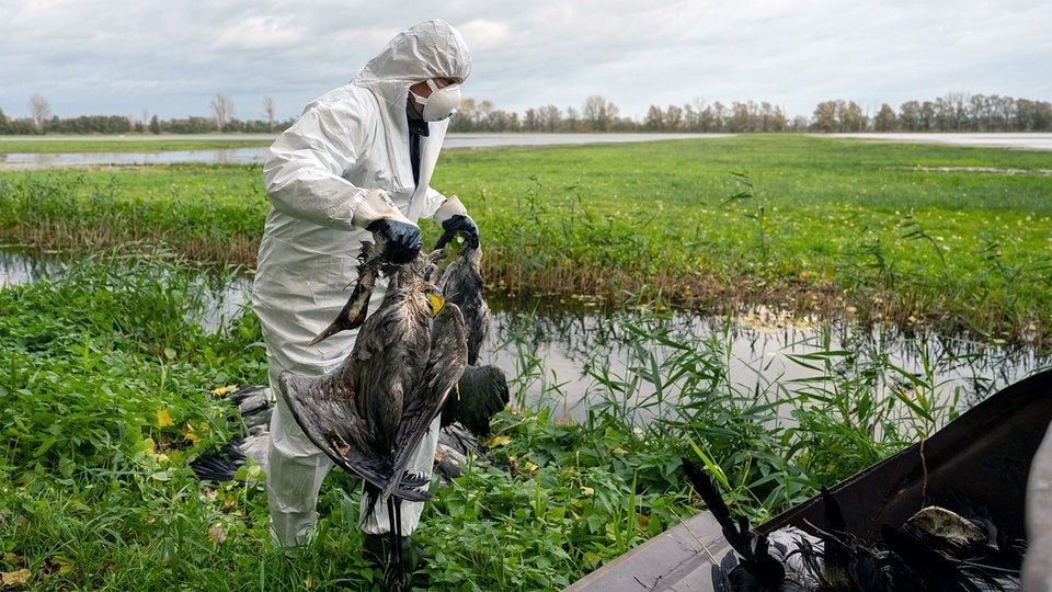 Ornithologe über Vogelgrippe: „Sterbende Kraniche fallen vom Himmel“