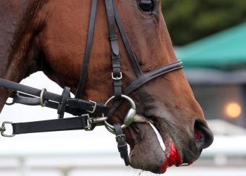 FN kritisiert Entscheidung: Weltreiterverband lockert Blutregel – sportschau.de