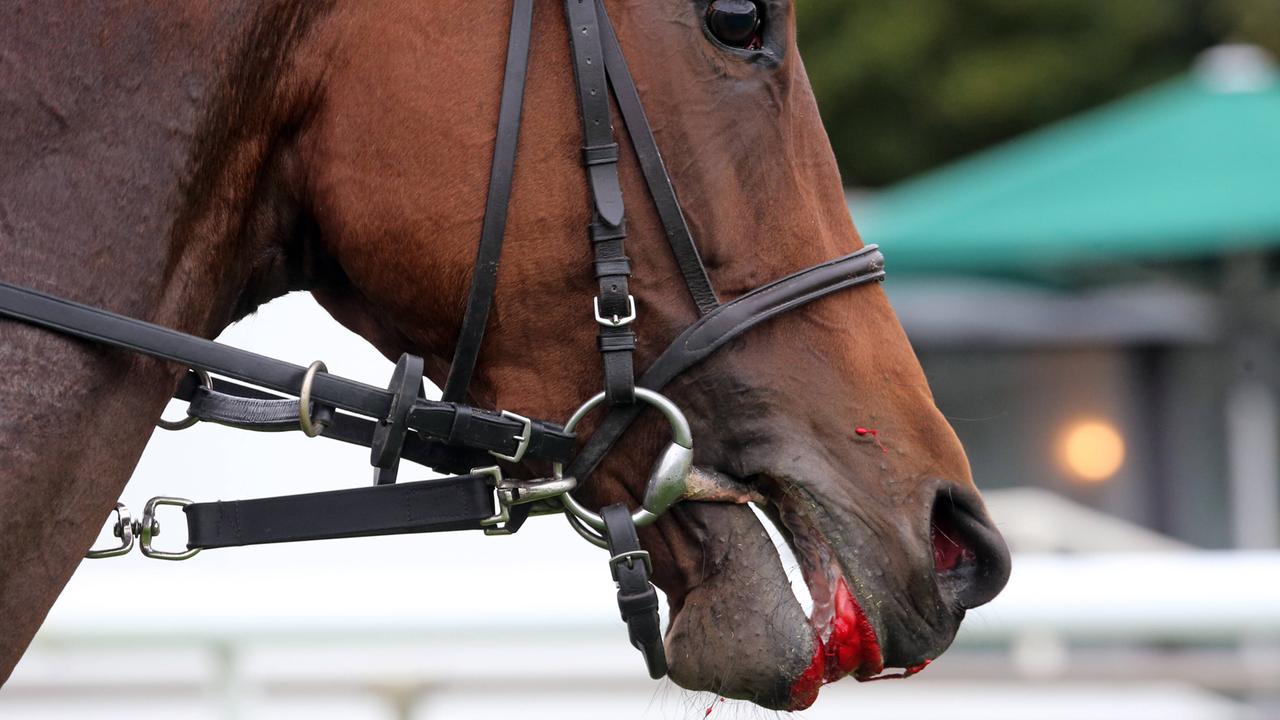 FN kritisiert Entscheidung: Weltreiterverband lockert Blutregel – sportschau.de
