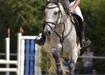 Reiten – Wie Pferde im Breitensport leiden