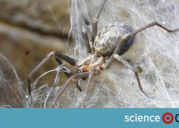 Griechenland: Riesiges Spinnennetz in Höhle entdeckt