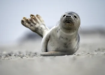 Junge Robbe sorgt in Wilhelmshaven für Aufsehen