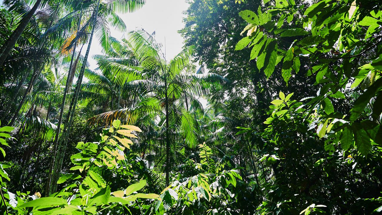 Brasilien stellt Pläne für TFFF vor – Milliardenfonds für den Regenwald