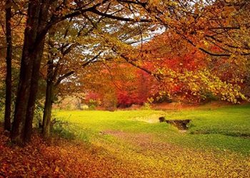 Heizöl bleibt auf Herbsthoch | HeizungOel24