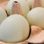 سحب 1.6 مليون كرتونة بيض بسبب مخاطر السالمونيلا